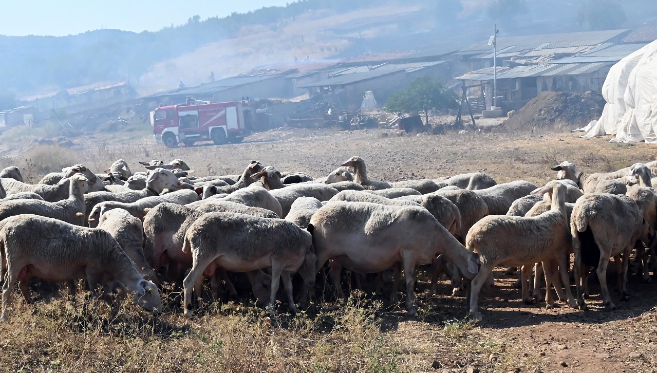 Πρόβατα, επικαιρότητα